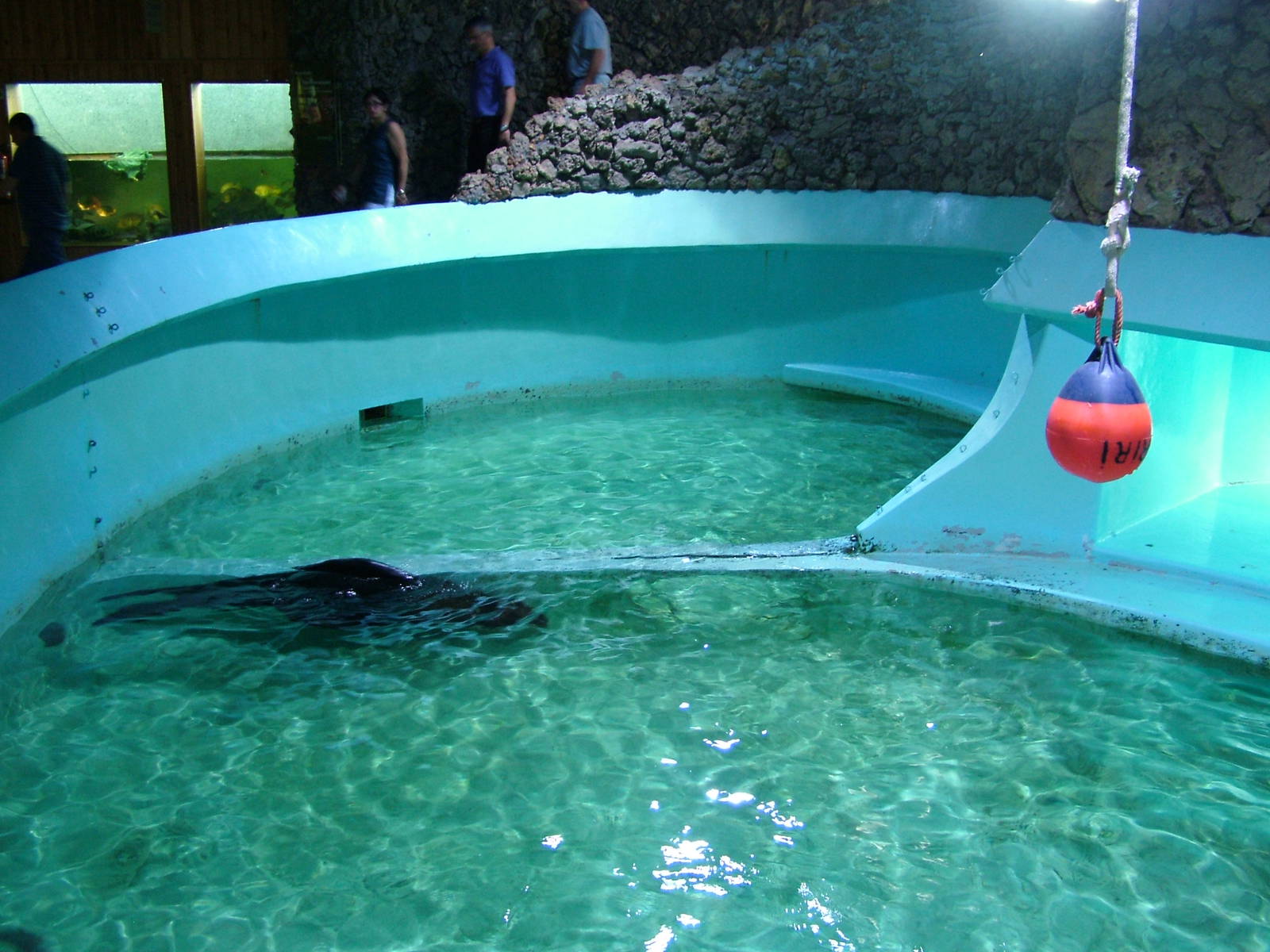 Fur Seal Exhibit at Vasco da Gama Aquarium, 25/05/11