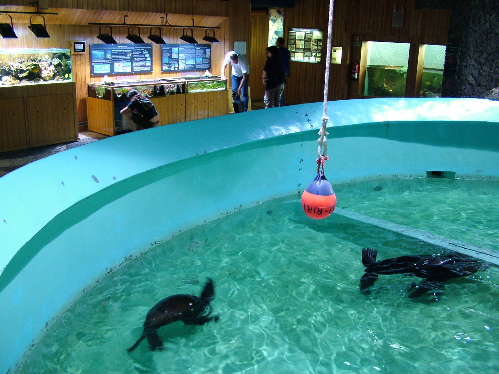 Fur Seal Exhibit at Vasco da Gama Aquarium, 25/05/11