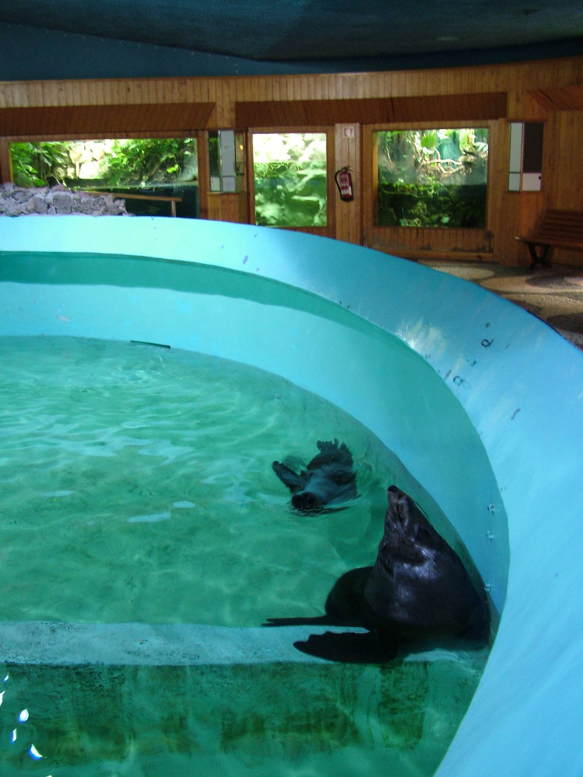 Fur Seal Exhibit at Vasco da Gama Aquarium, 25/05/11