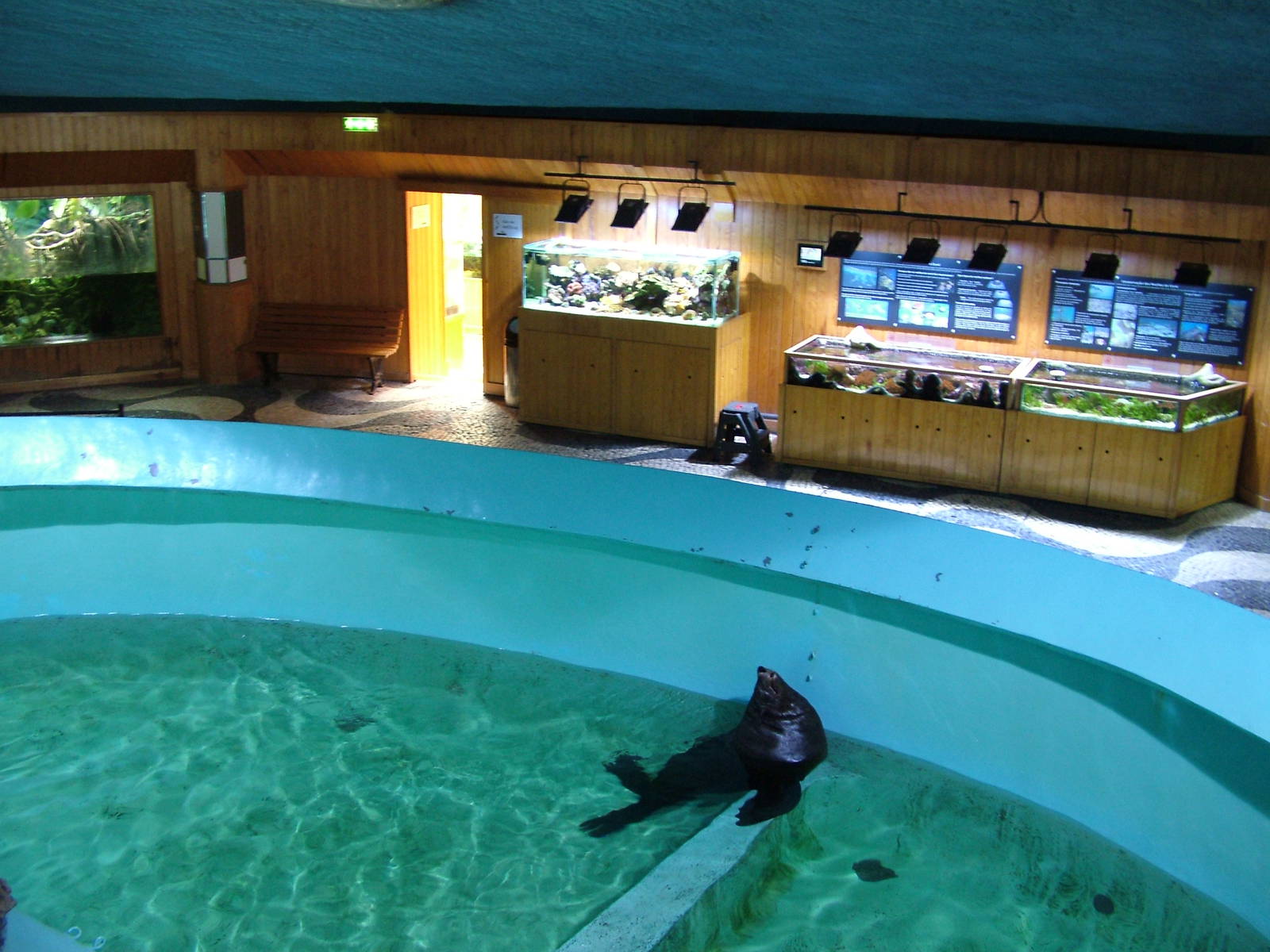 Fur Seal Exhibit at Vasco da Gama Aquarium, 25/05/11