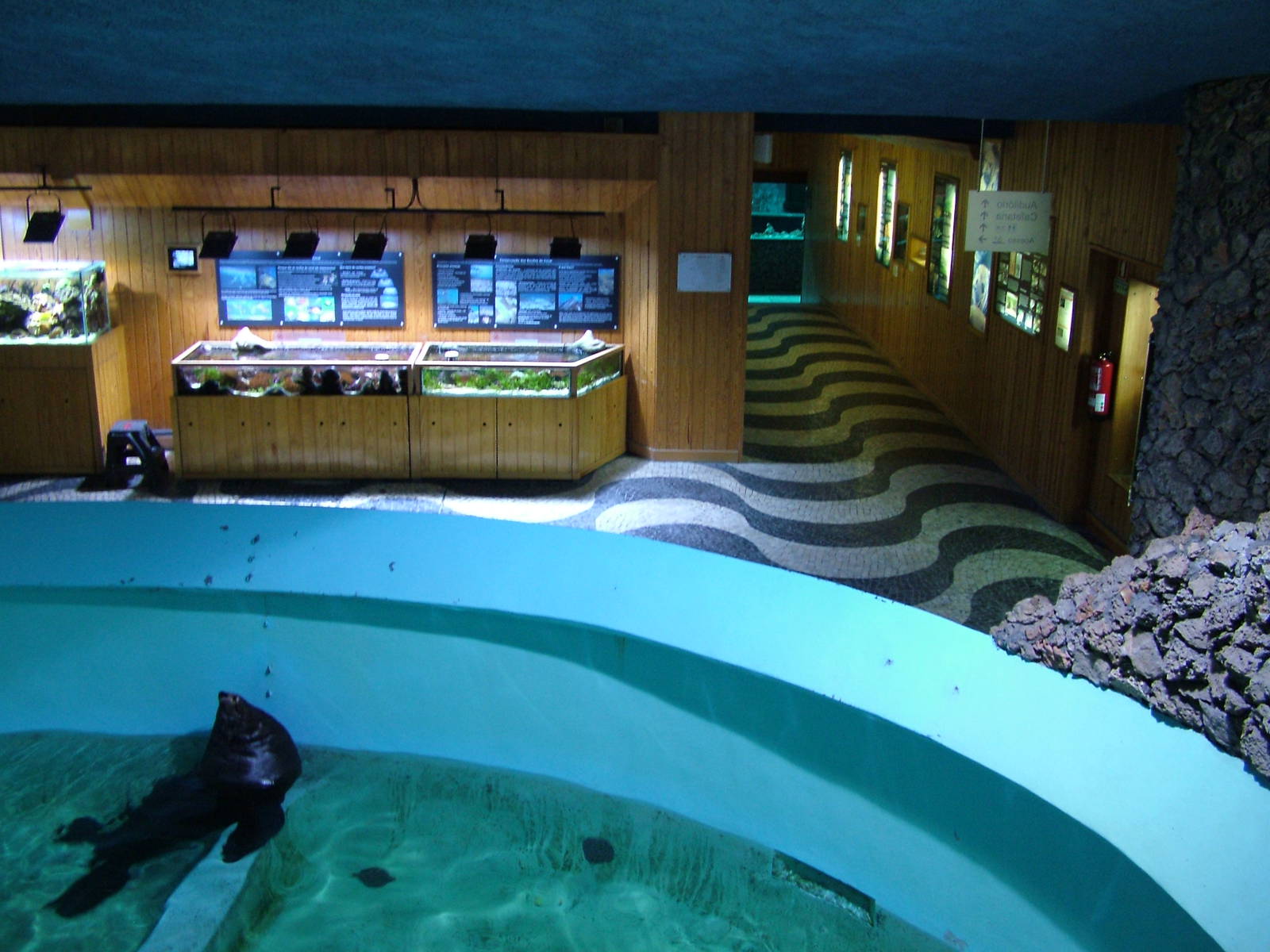 Fur Seal Exhibit at Vasco da Gama Aquarium, 25/05/11