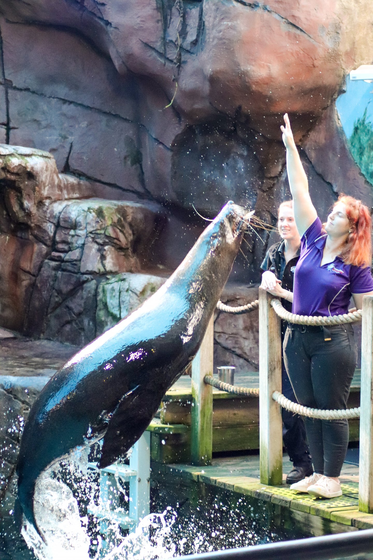 Fur Seal Feeding Demonstration