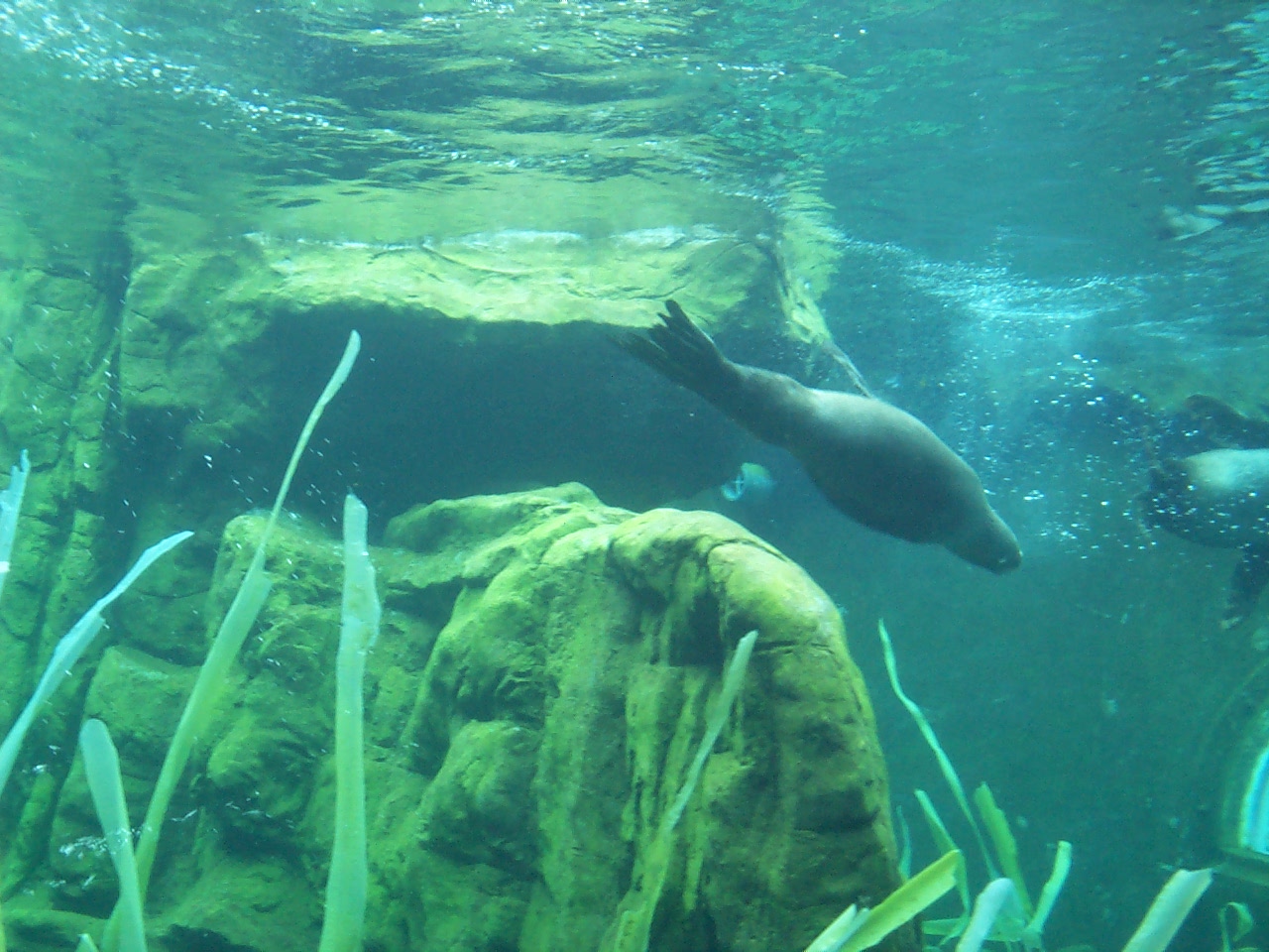 fur seal in sea lion coasts