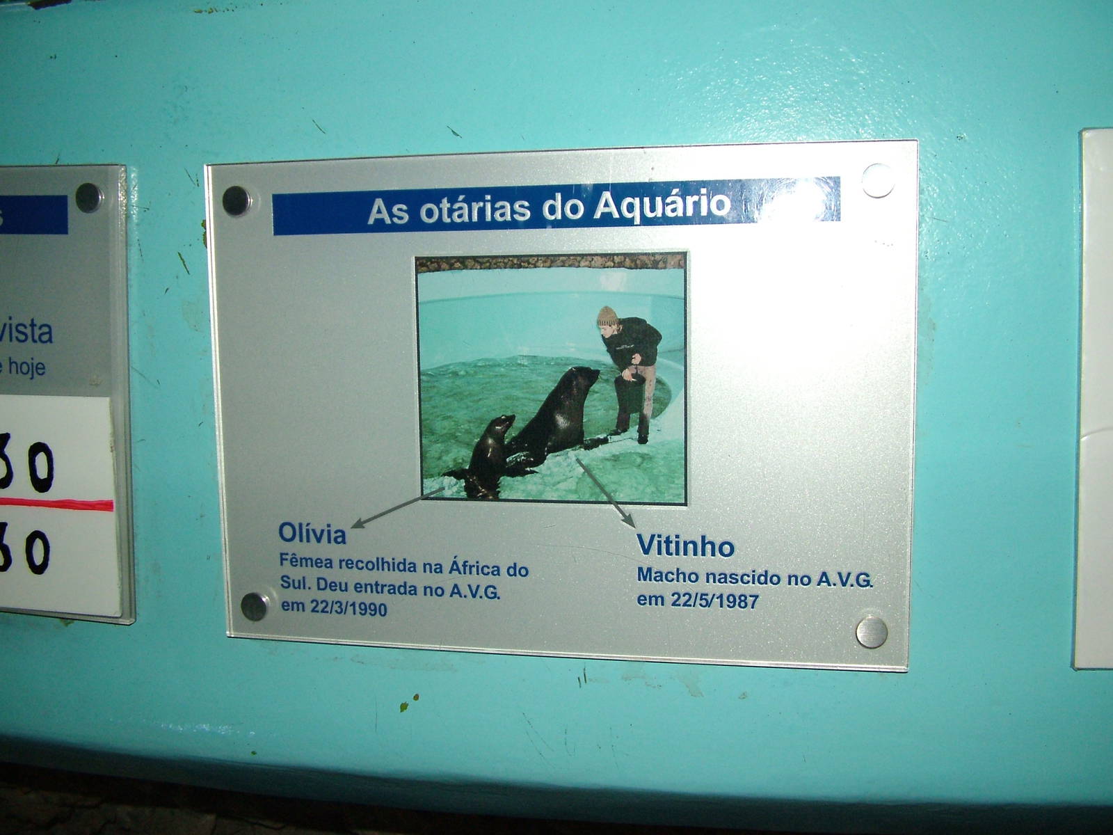 Fur Seal Labelling at Vasco da Gama Aquarium, 25/05/11