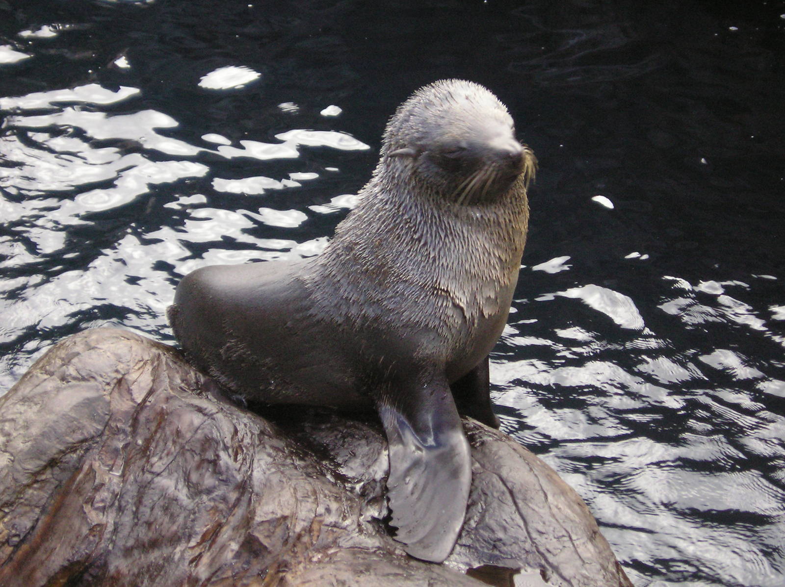 Fur seal - Livingcoasts 06