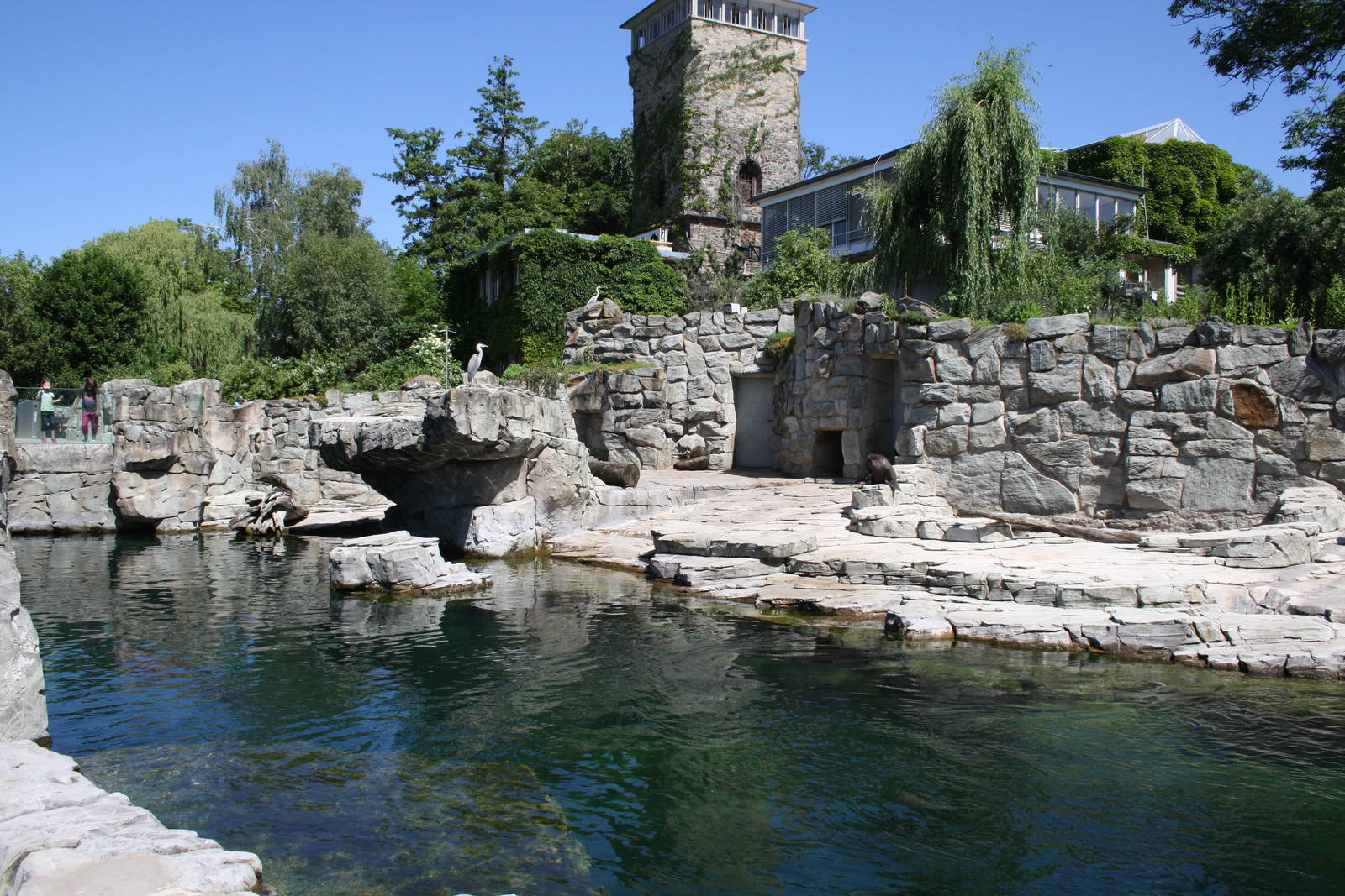 Fur seal pool - 4 June 2010