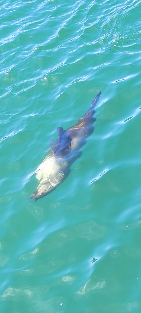 Fur seal @ Portland VIC