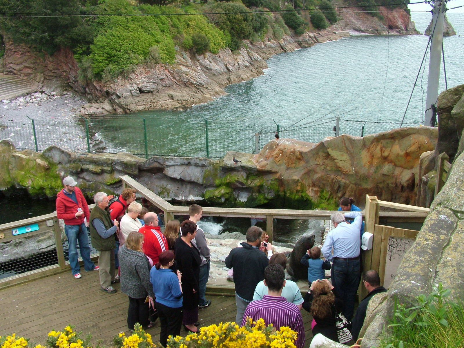 Fur Seal presentation at Living Coasts 10/04/09