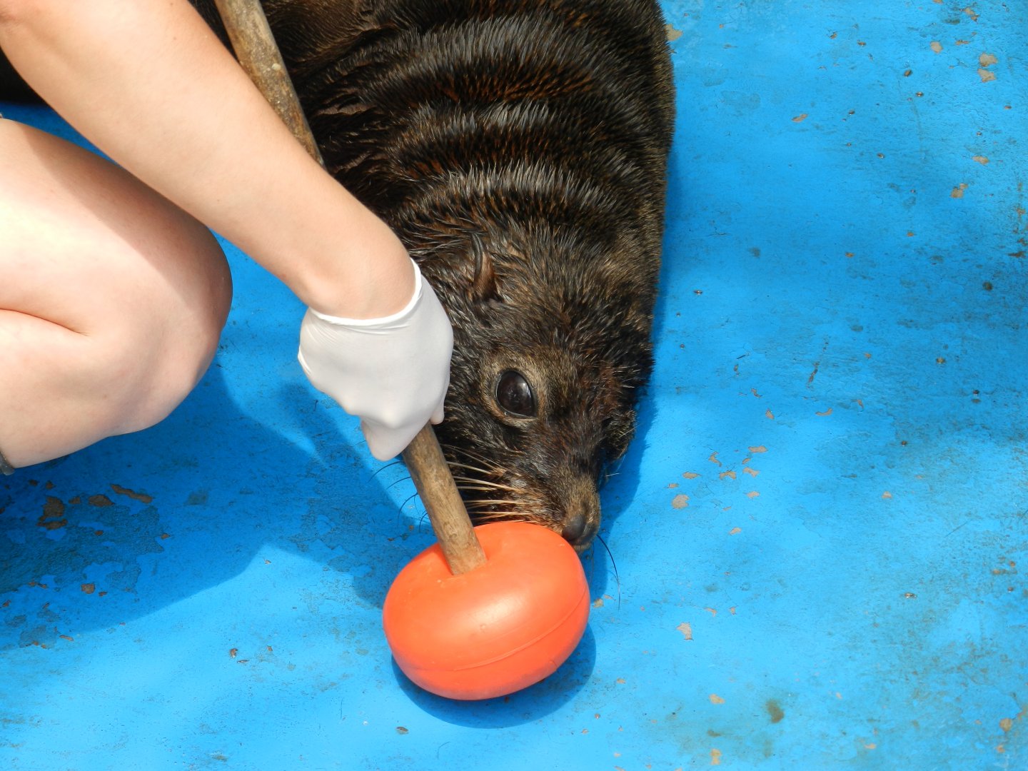 Fur seal training - Ecoparque BA