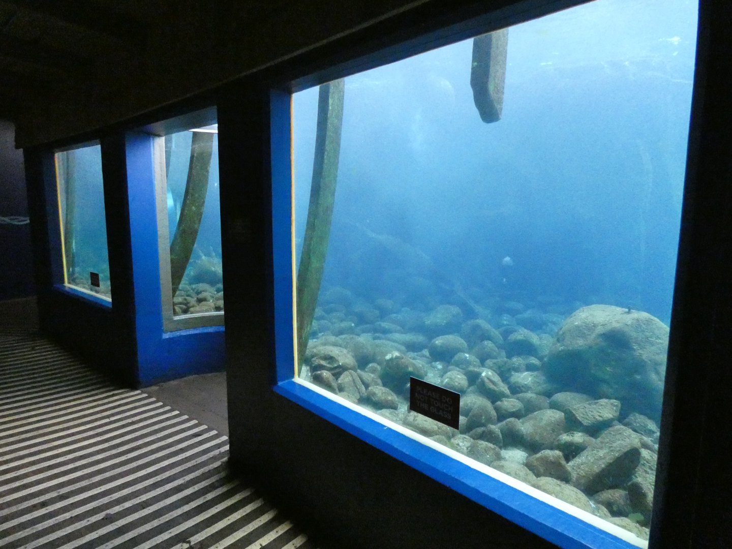 Fur seal underwater viewing