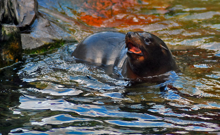 fur seal