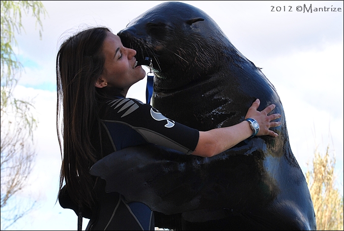 Fur seal