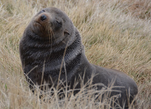 Fur seal
