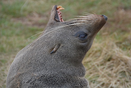 Fur seal