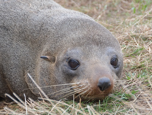 Fur seal
