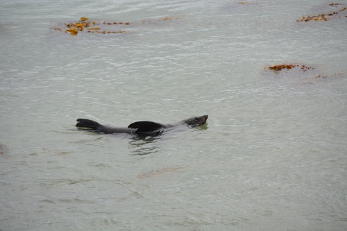 Fur seal