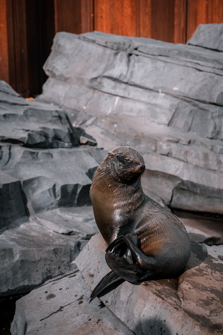 Fur Seal