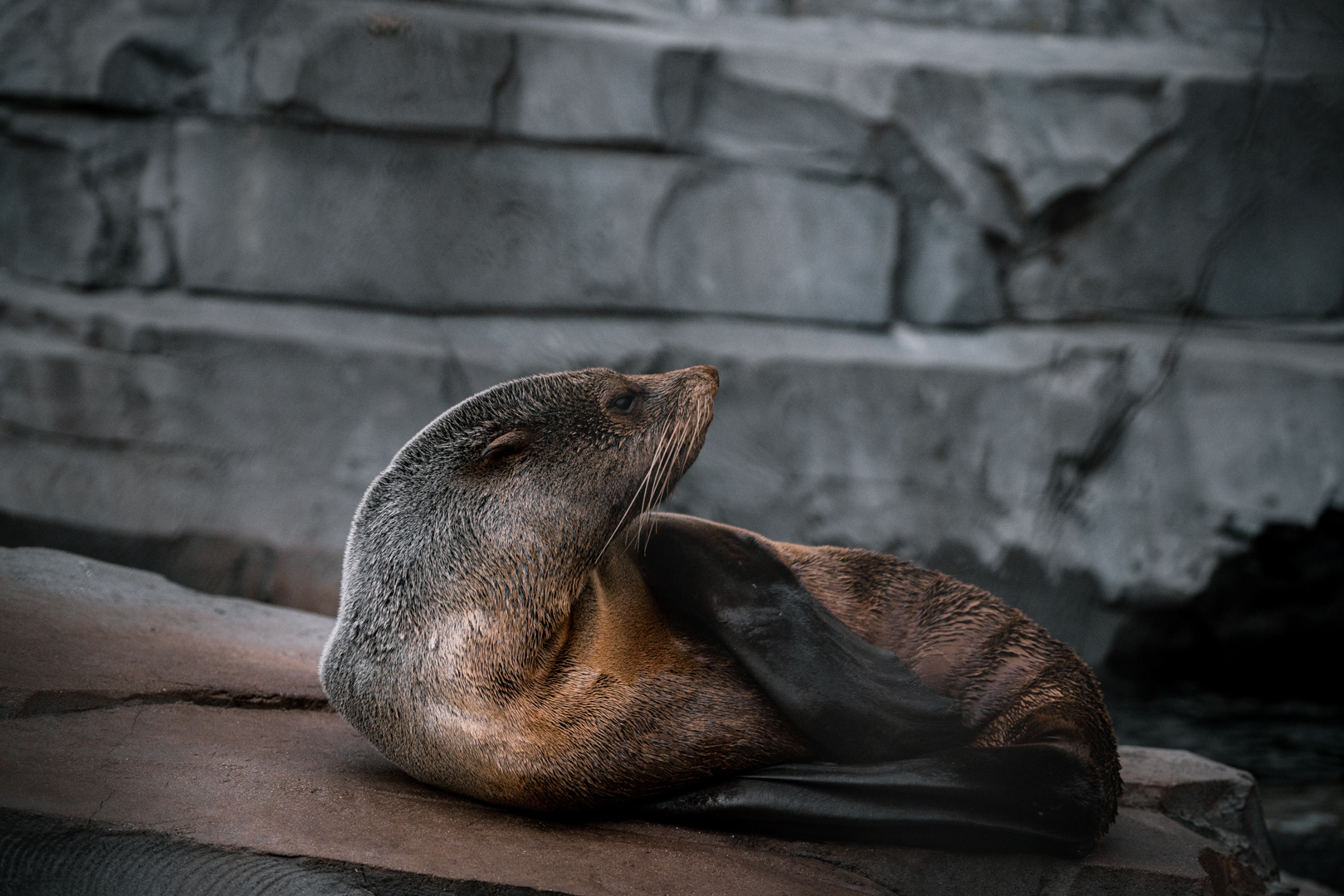 Fur Seal