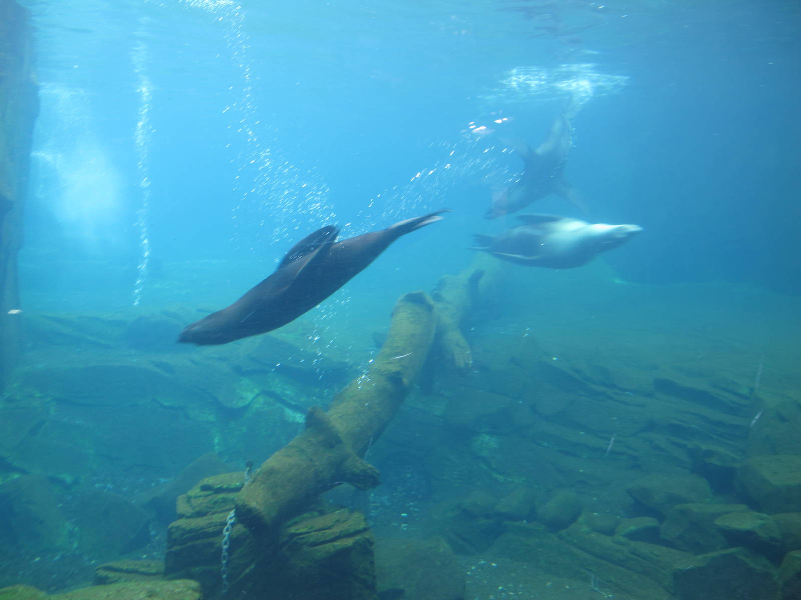 Fur Seals and Sea Lion - Auckland Zoo 2012
