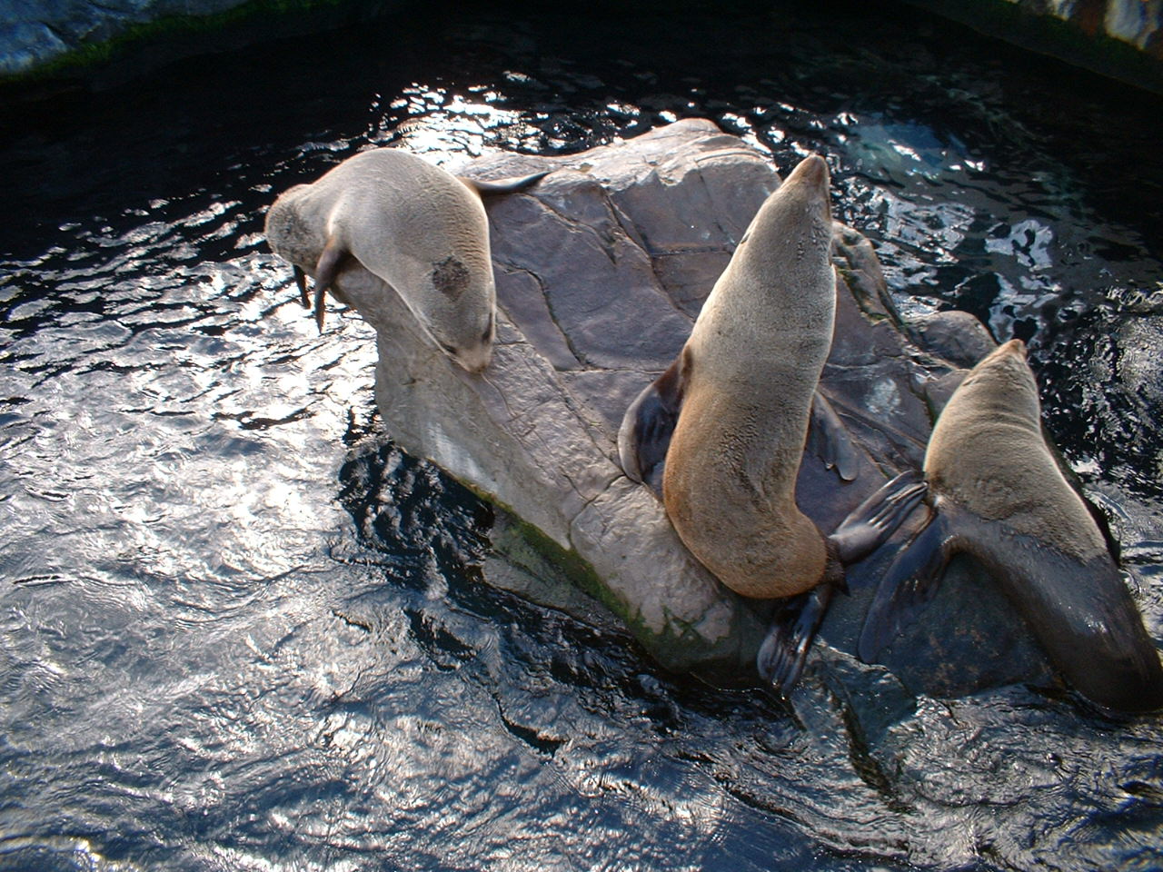 Fur Seals at Living Coasts, 8 October 2004