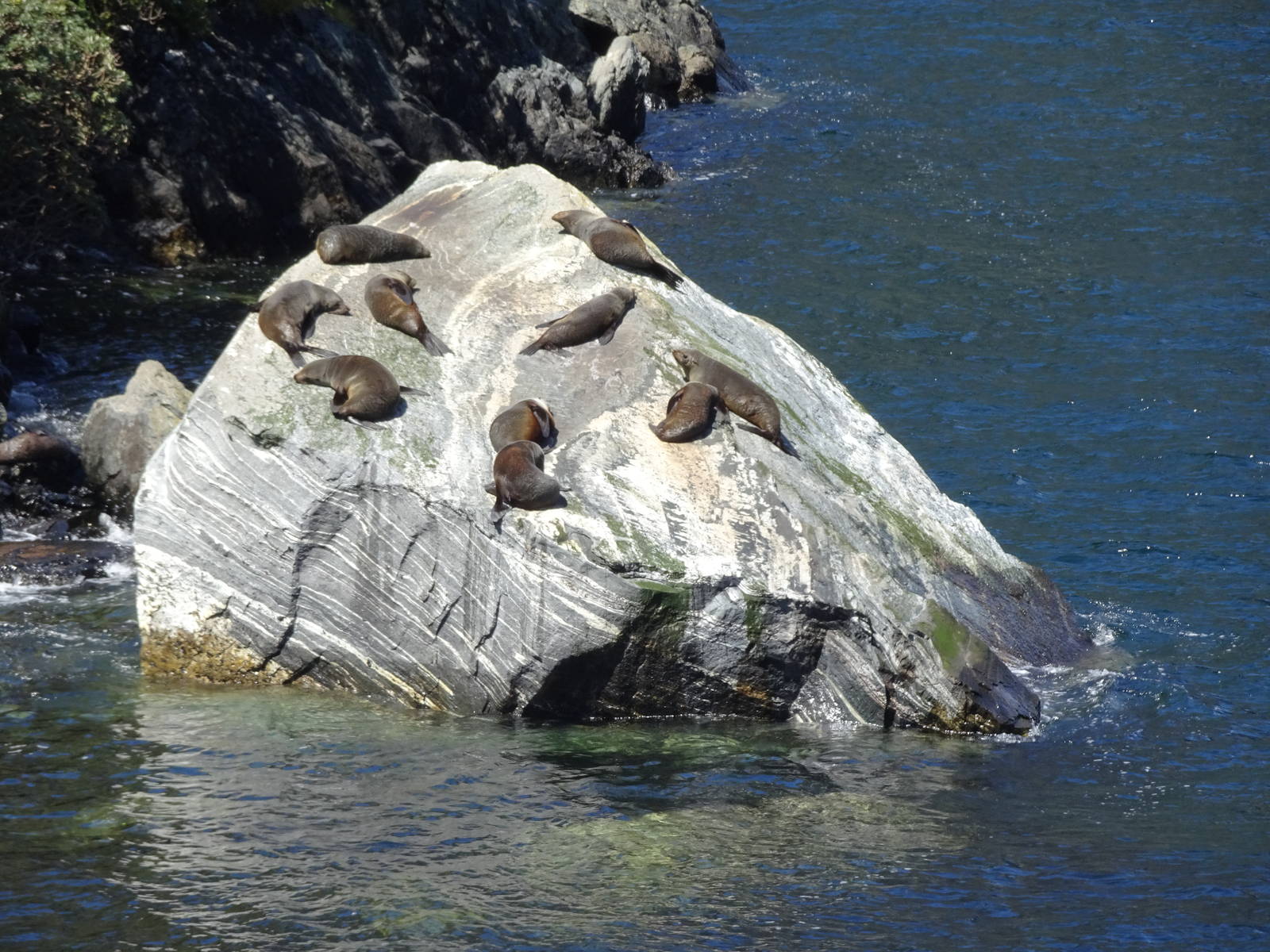 Fur Seals, Milford Sound, November 2015