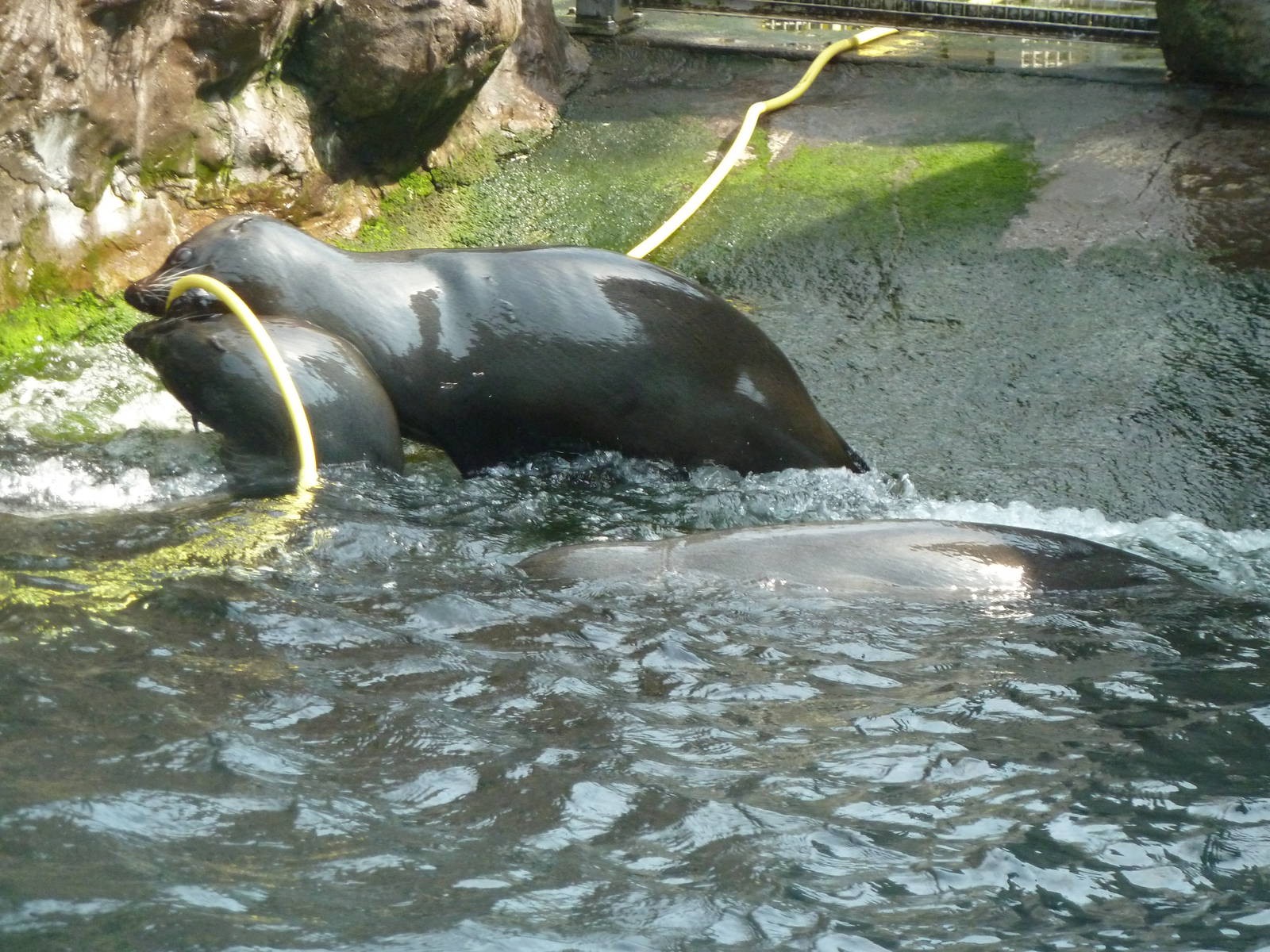 Fur seals playing with hose