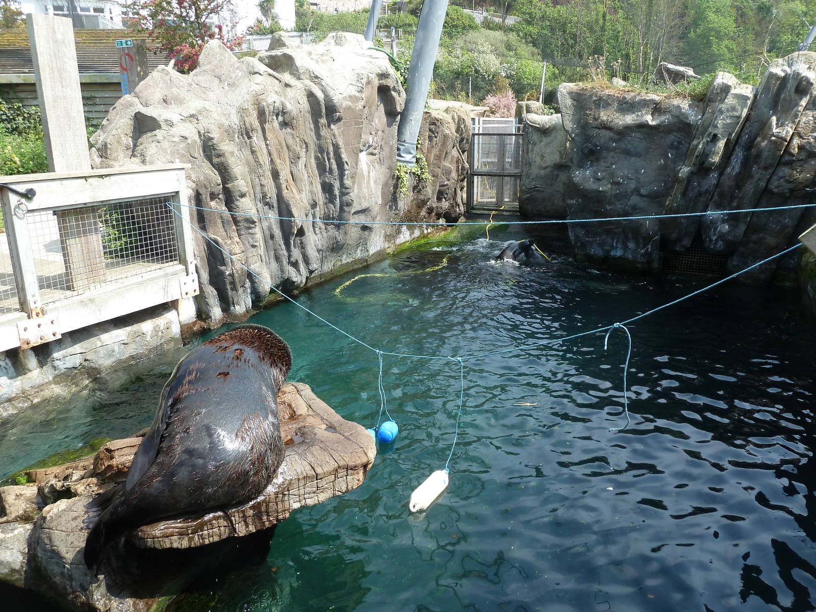 Fur seals with enrichment