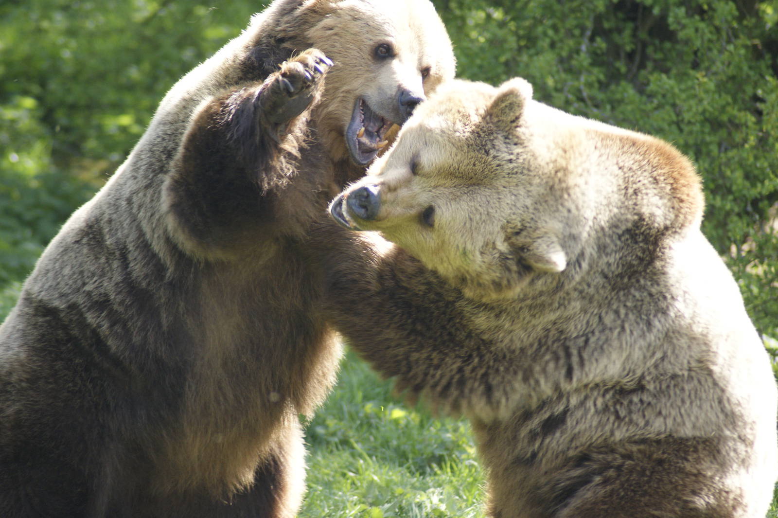 Fur(ther) Rip off at Whipsnade