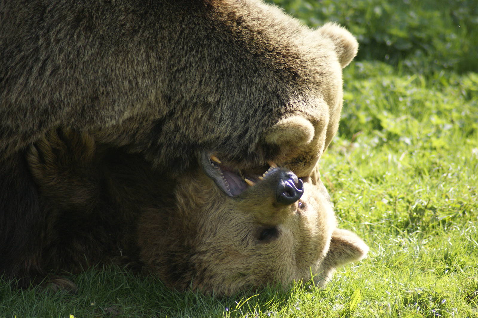 Fur(ther) Rip off at Whipsnade