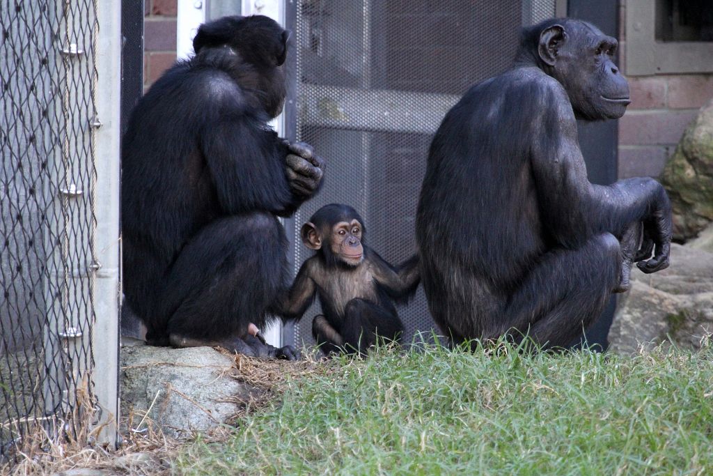 Furahi, Fumo, and Kuma