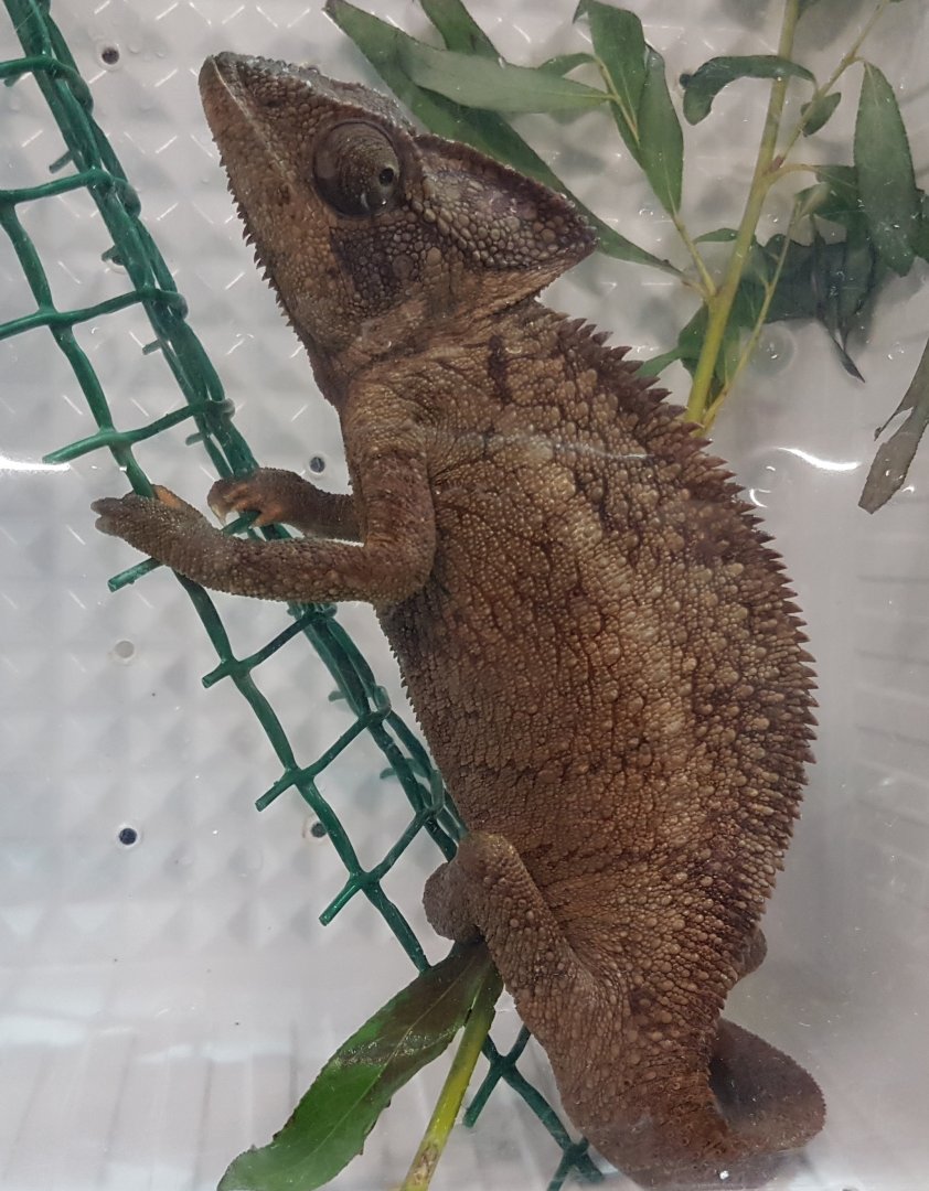 Furcifer oustaleti
