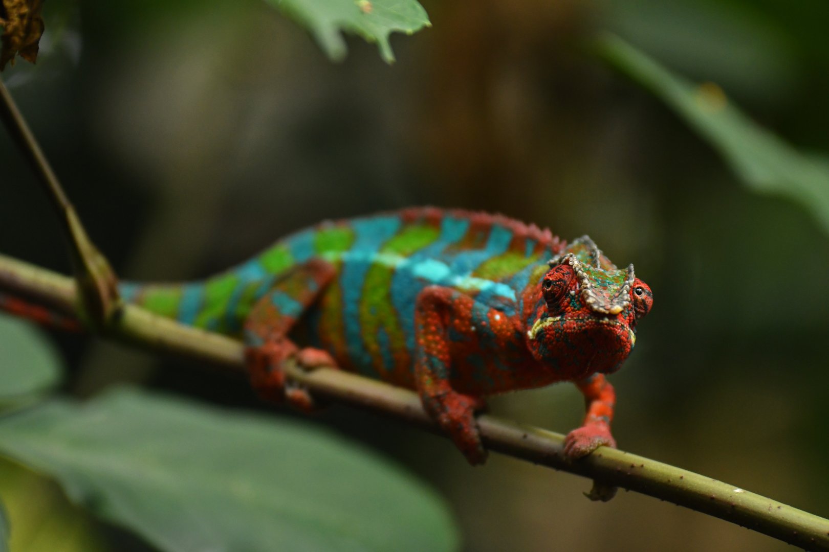 Furcifer paradlis