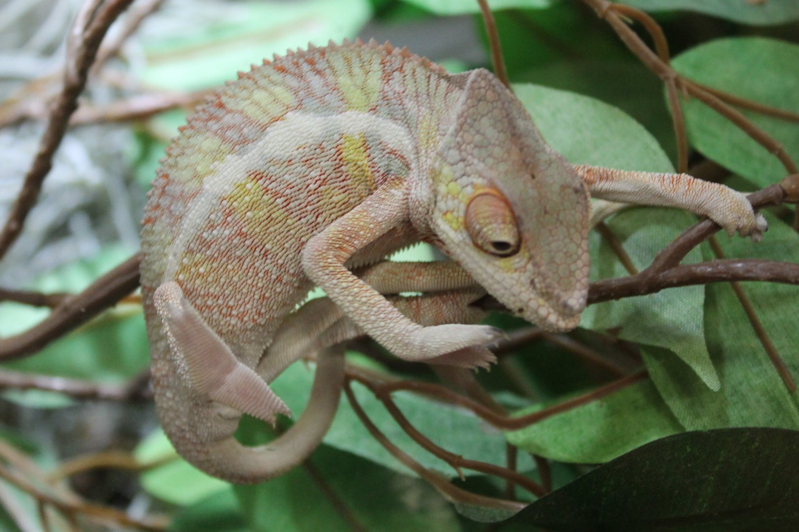 Furcifer pardalis - Ambilobe-form