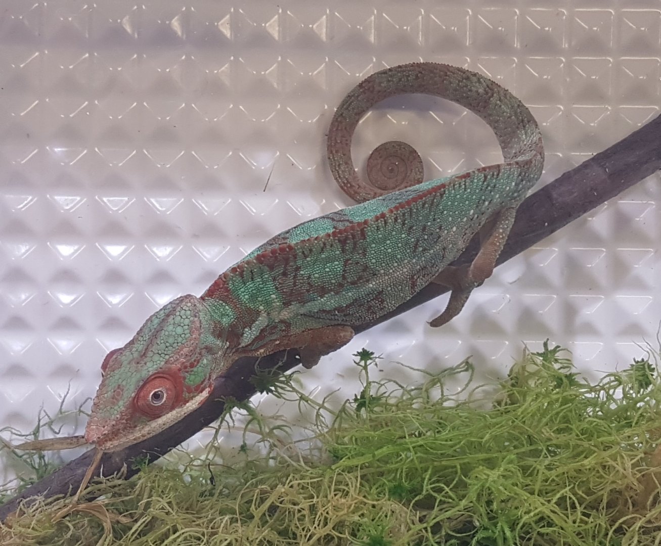 Furcifer pardalis - Ambilobe Red-bar Form