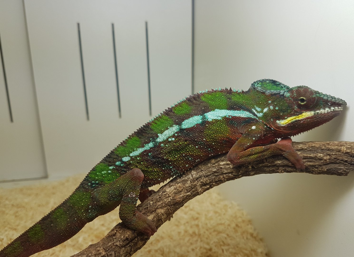 Furcifer pardalis Ambilobe