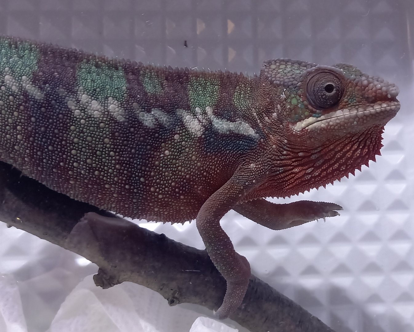 Furcifer pardalis Ambilobe