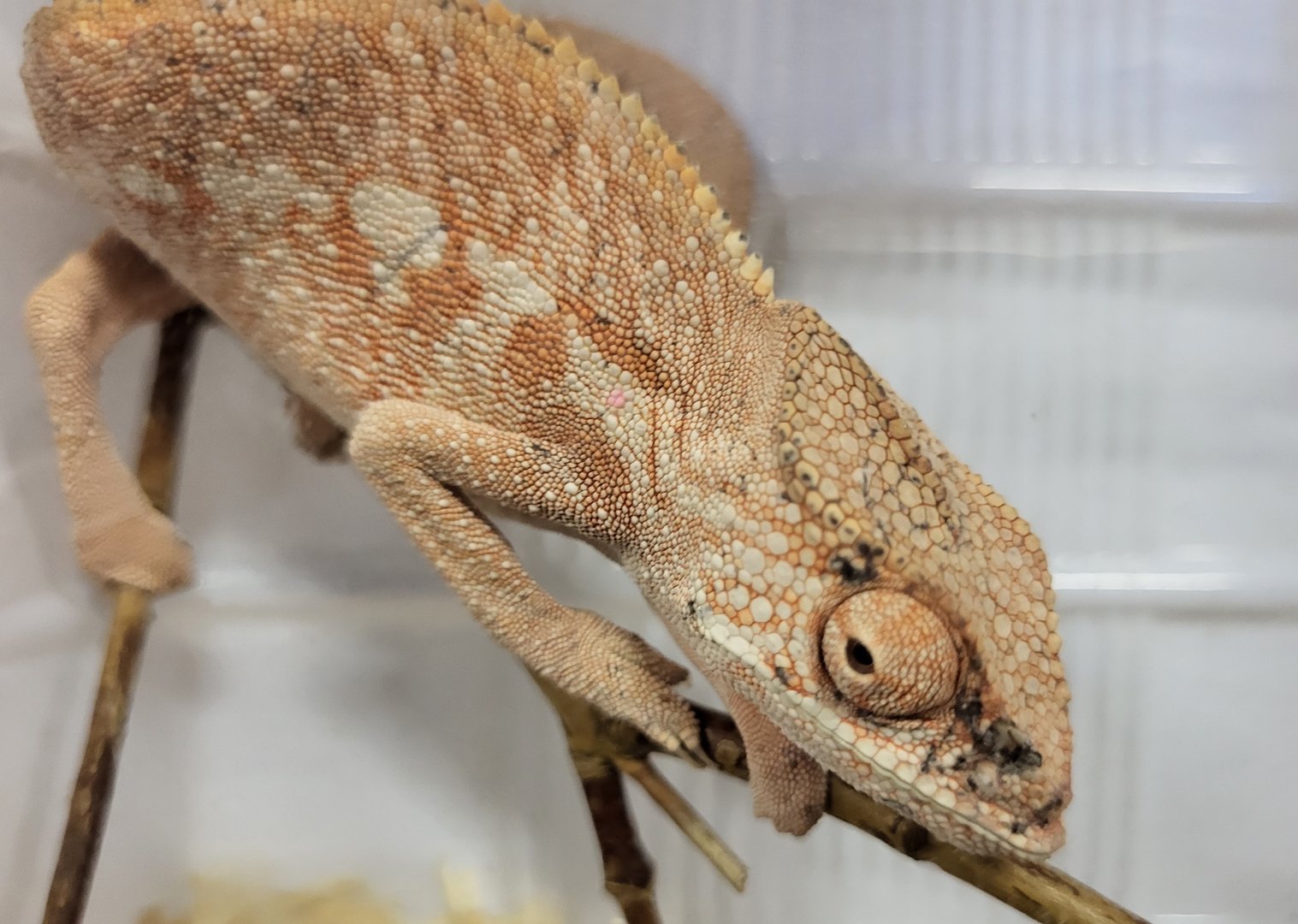 Furcifer pardalis - Ambilobe