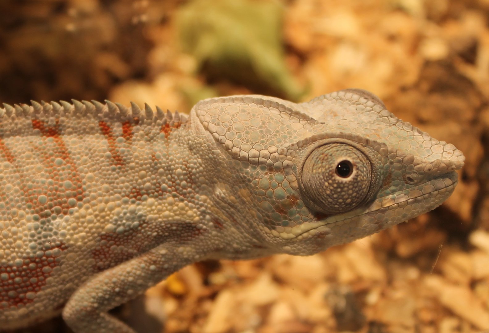 Furcifer pardalis - Cap Est-form