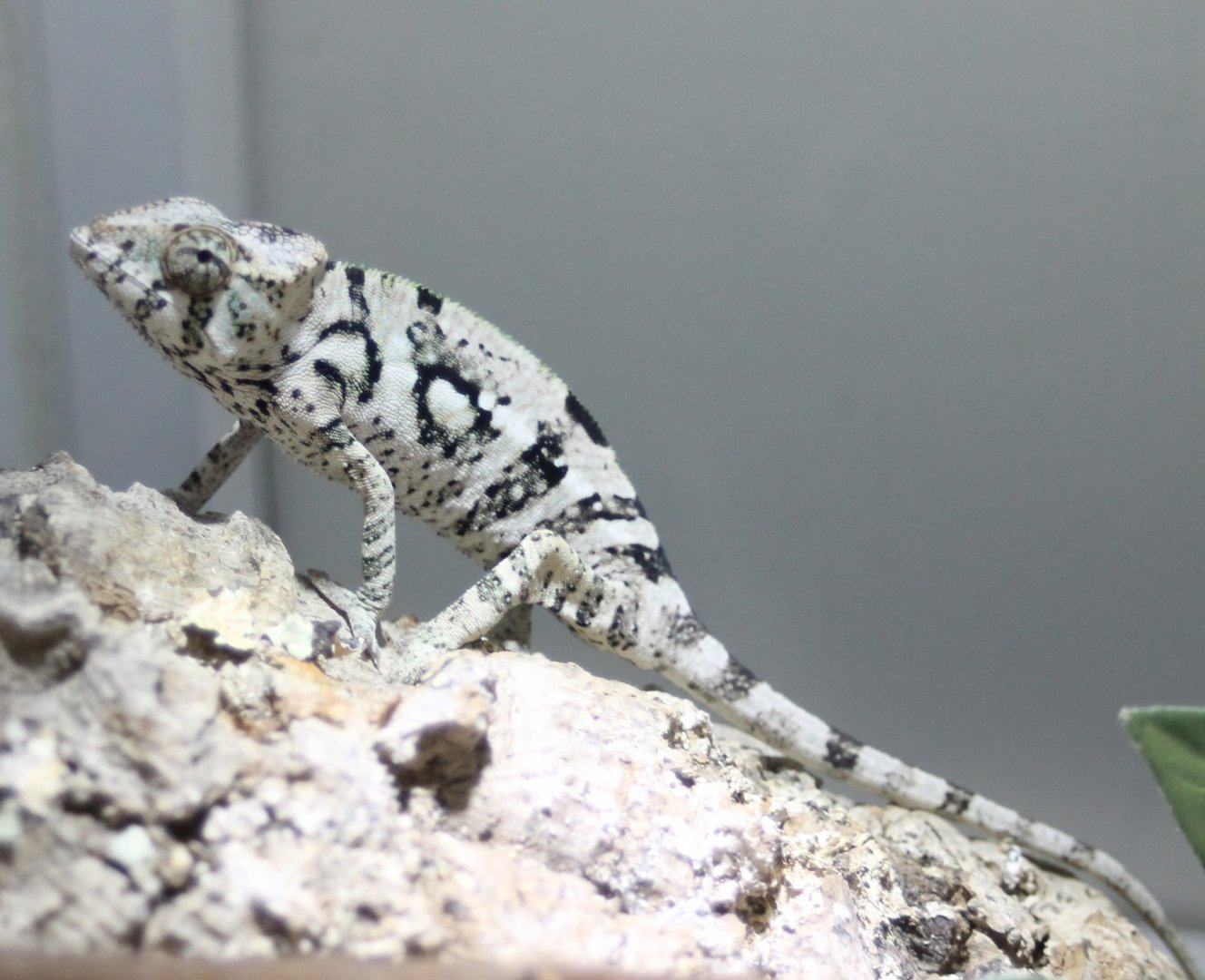Furcifer pardalis - Djangoa