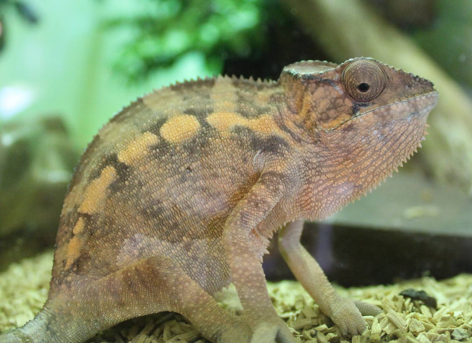 Furcifer pardalis - Masoala