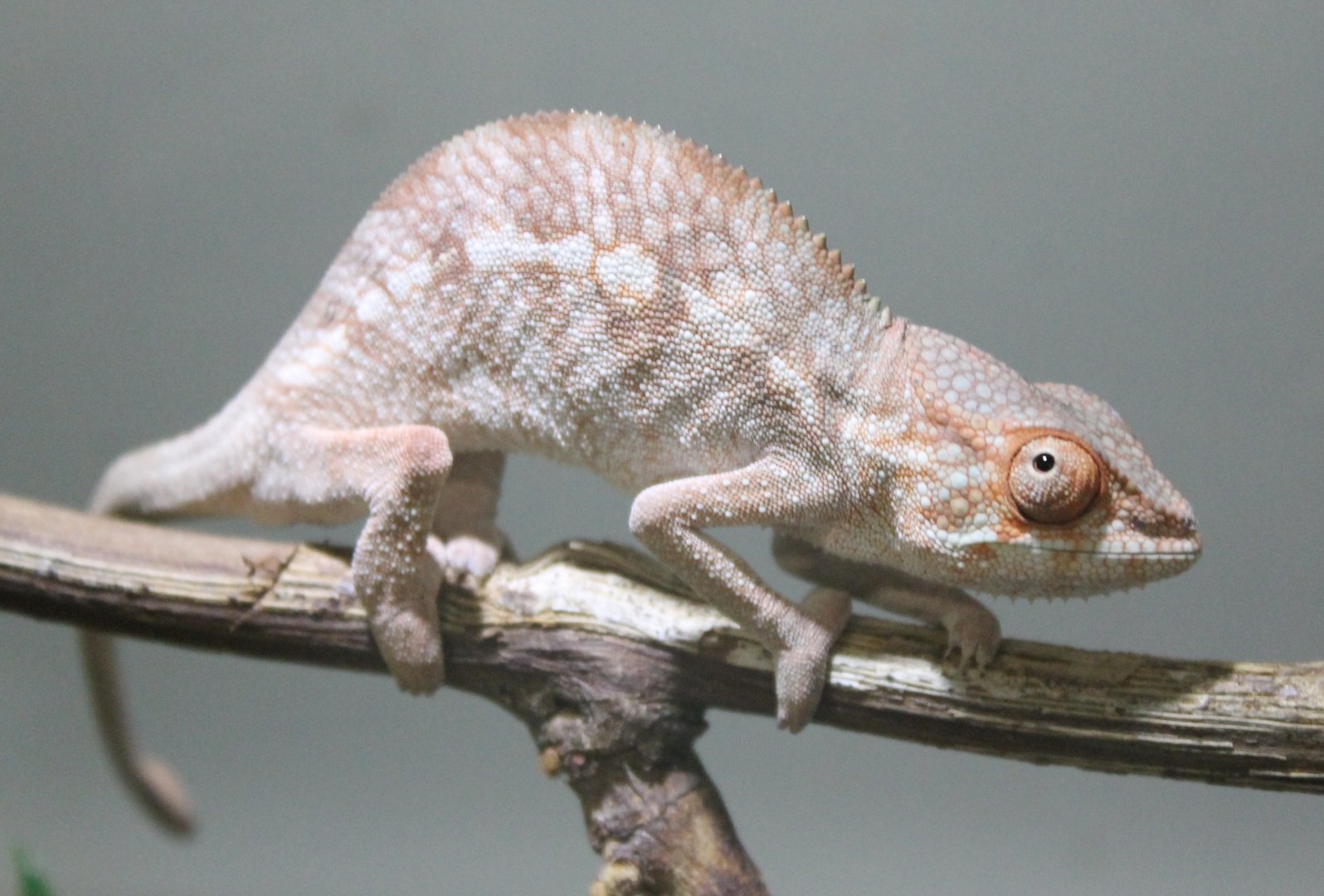 Furcifer pardalis Nosy Be-form