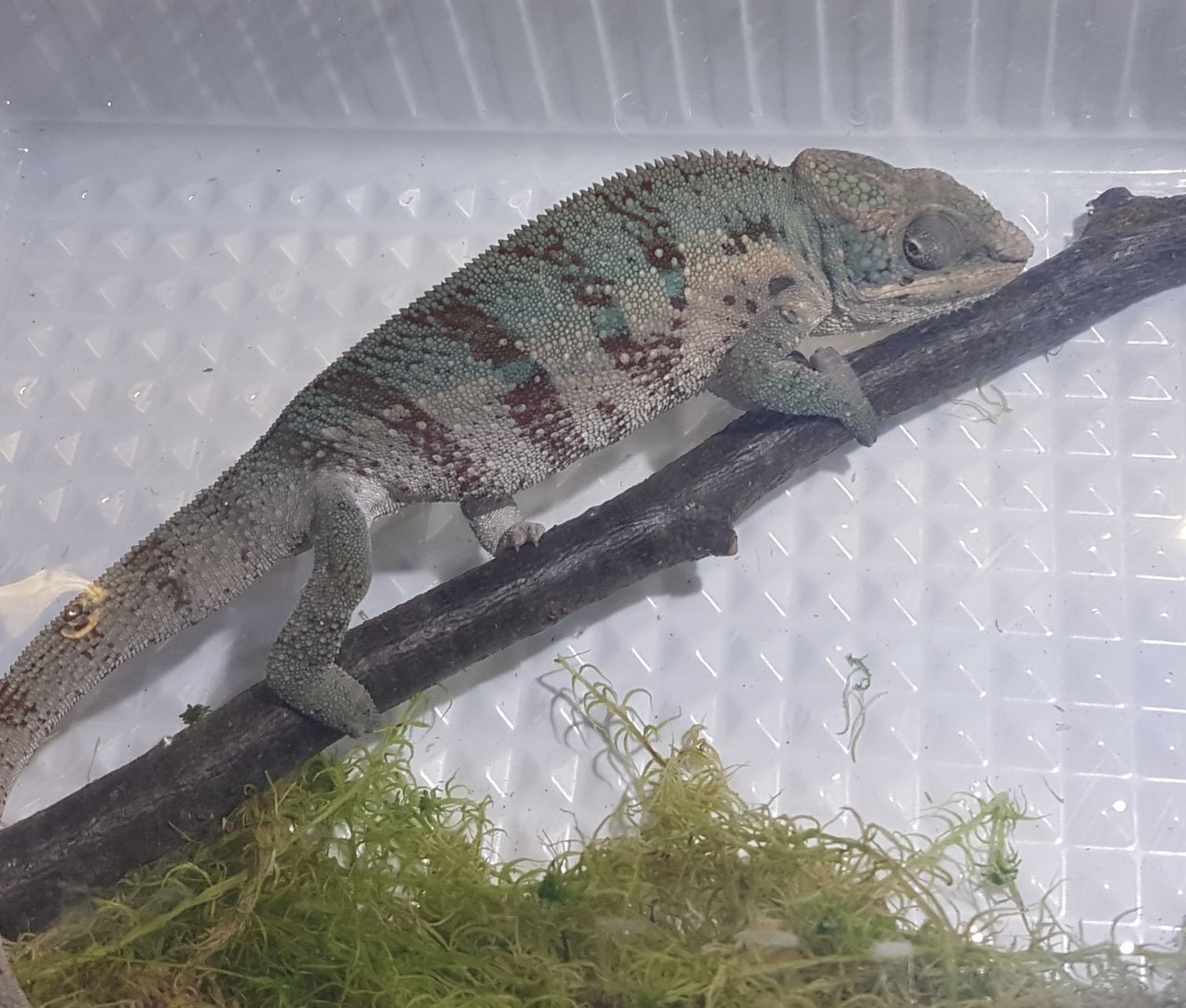 Furcifer pardalis - Nosy Boraha Form