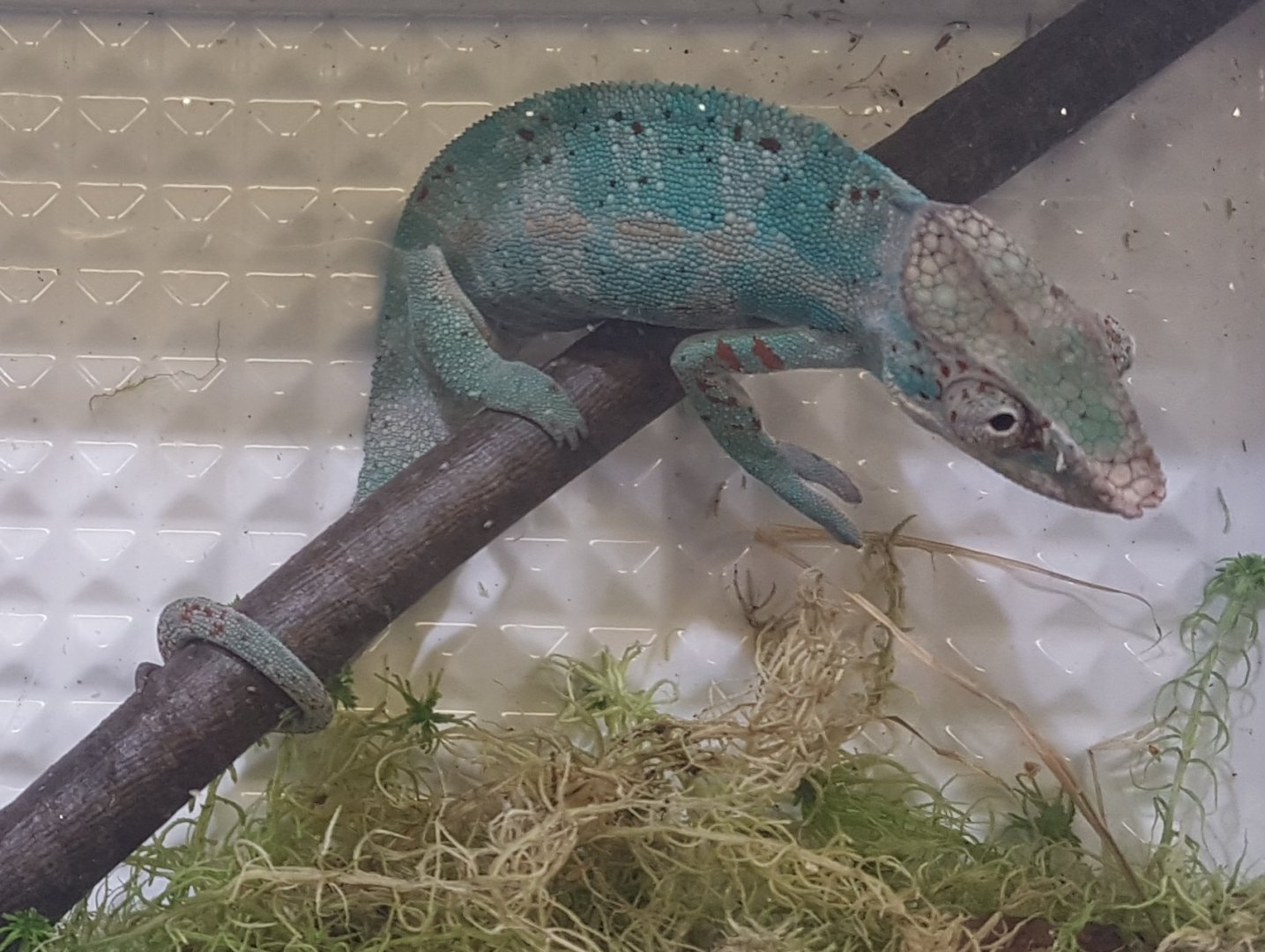 Furcifer pardalis - Nosy Fally Form