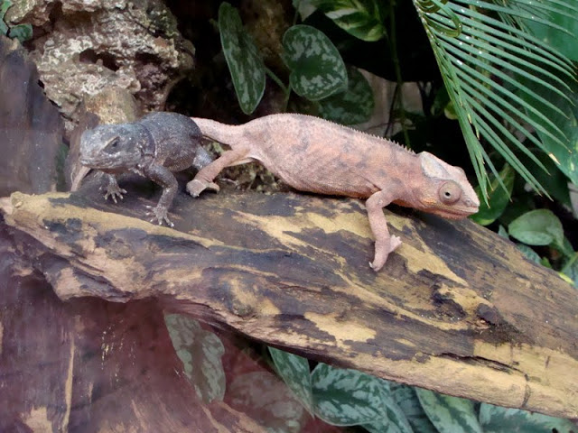 Furcifer pardalis / Oplurus cuvieri