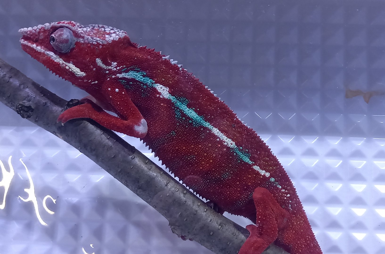 Furcifer pardalis Tamatave