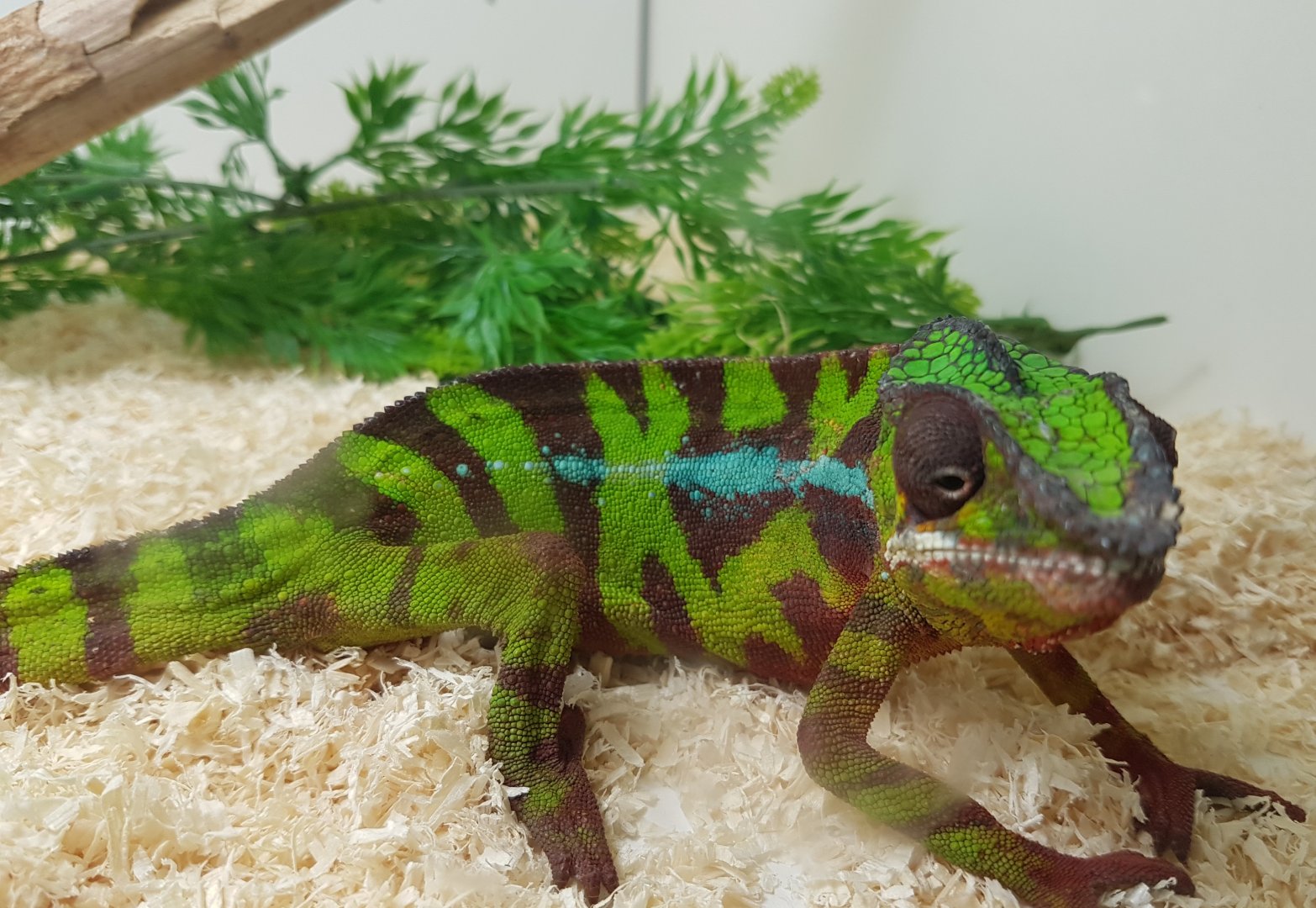 Furcifer pardalis Vohemar