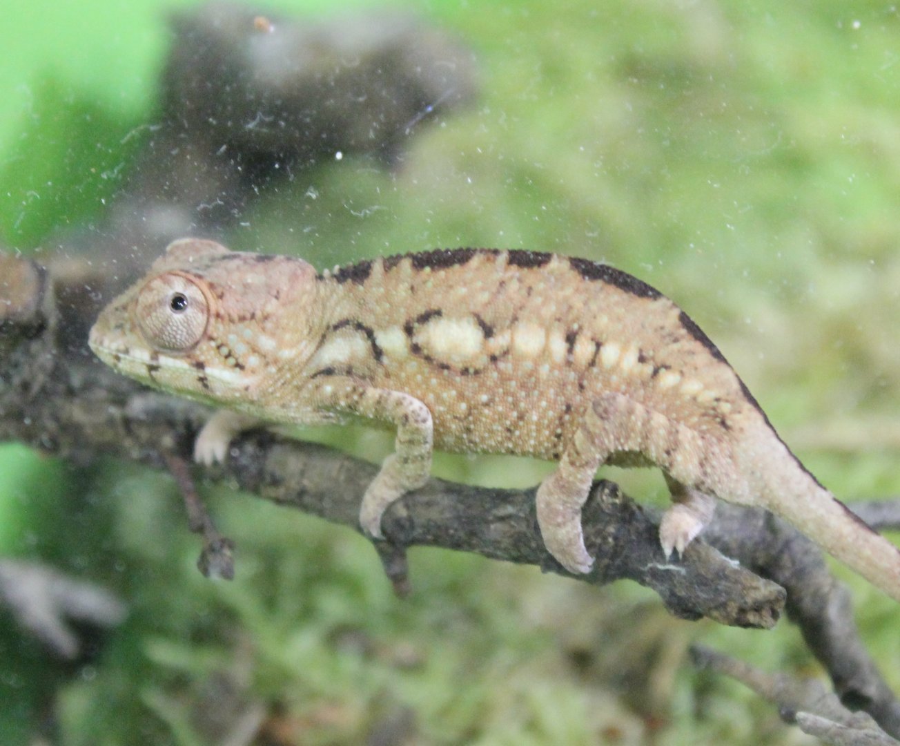 Furcifer pardalis - Young