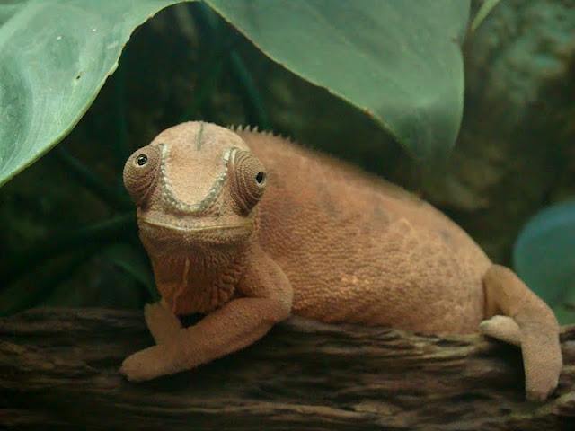 Furcifer pardalis
