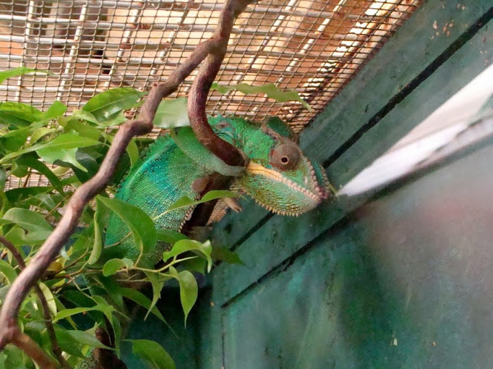 Furcifer pardalis