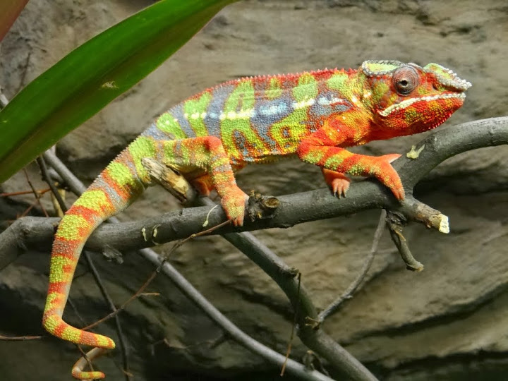 Furcifer pardalis
